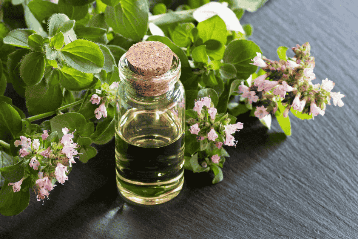 9 Powerful Health Benefits of Oregano Oil You Should Know